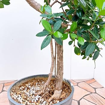 Amazon.co.jp: ガジュマル 尖閣ガジュマル センカクガジュマル